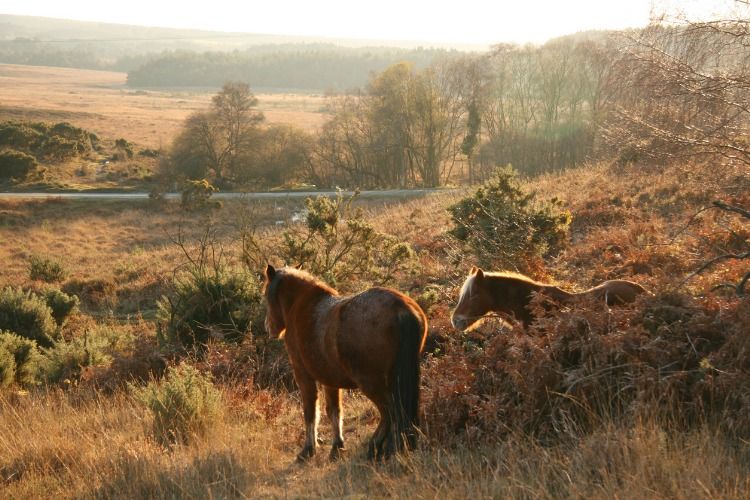 horse riding holiday