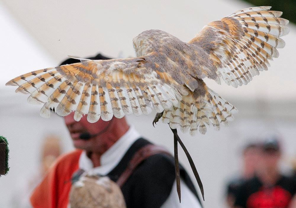 Sussex Falconry