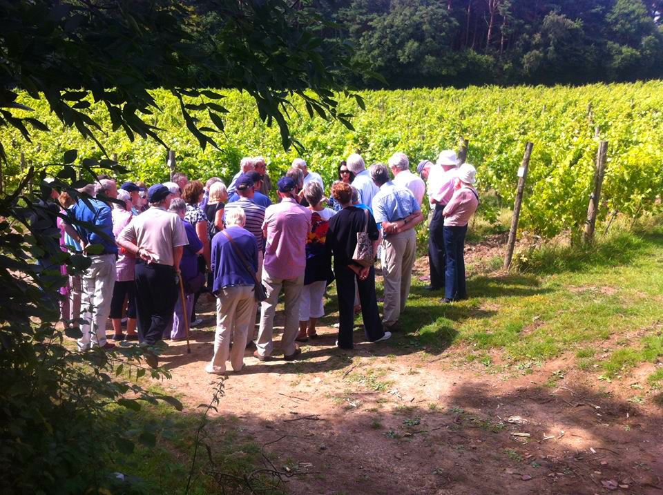Sedlescombe Organic Vineyard - Sussex