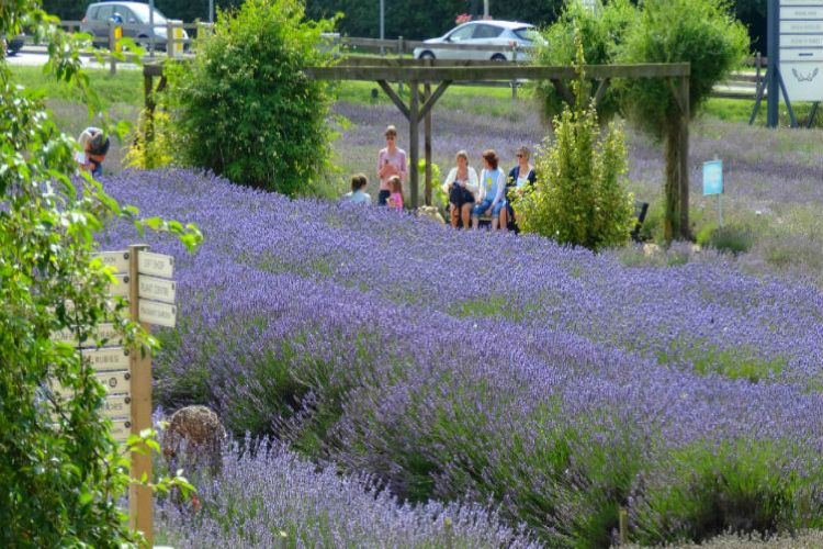 Norfolk Lavender
