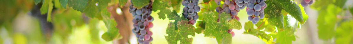 Untitled design (54)