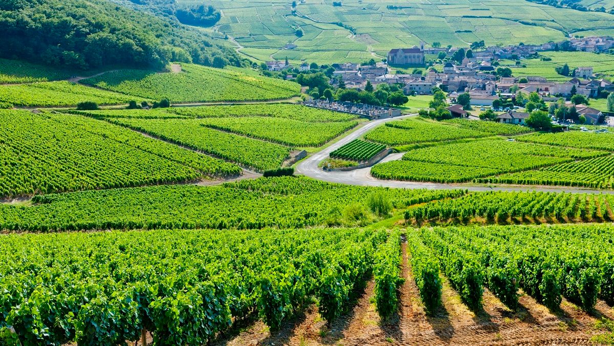 Vineyards near Fuisse - Burgundy
