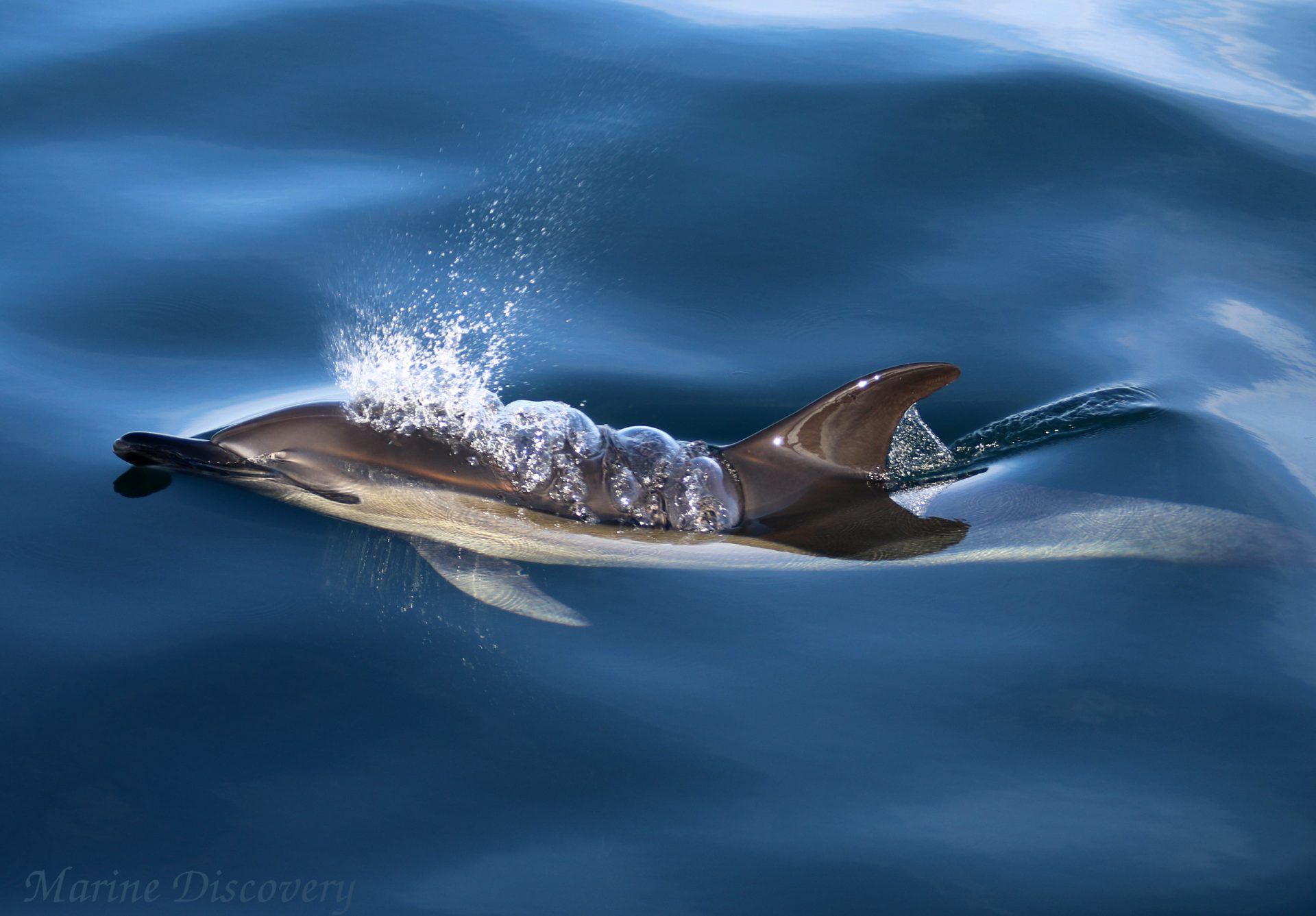 Marine Discovery Penzance - Cornwall | group activities in Cornwall