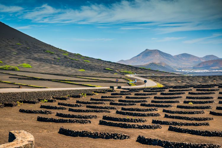 Vineyards in La Geria