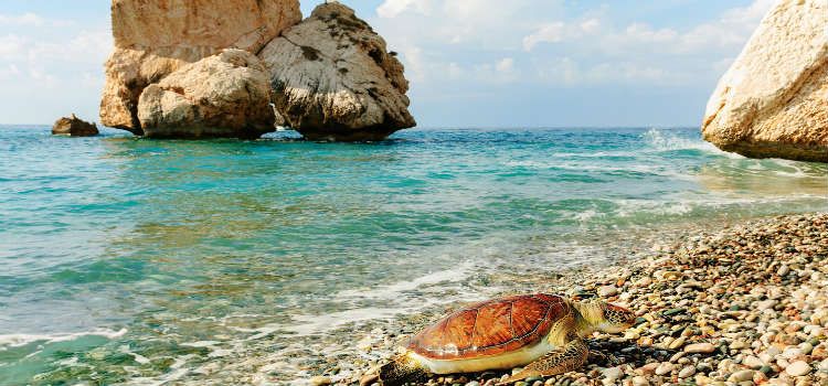Sea turtles nest on the sandy beaches north of Paphos