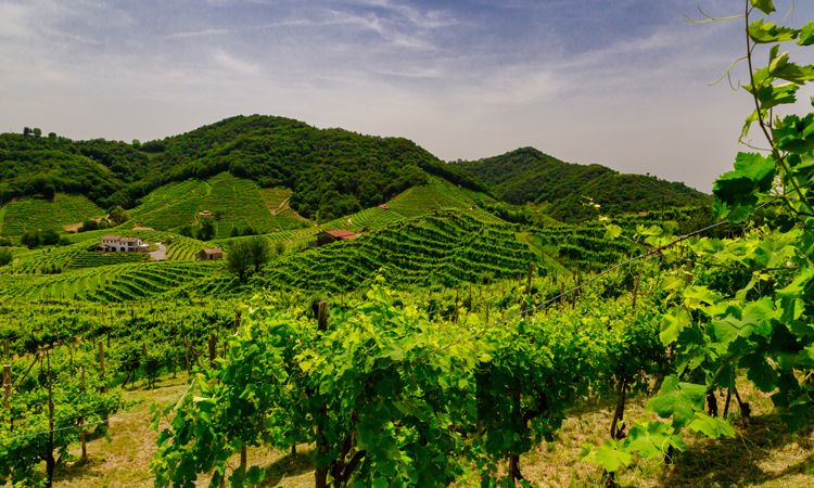 Prosecco Hills