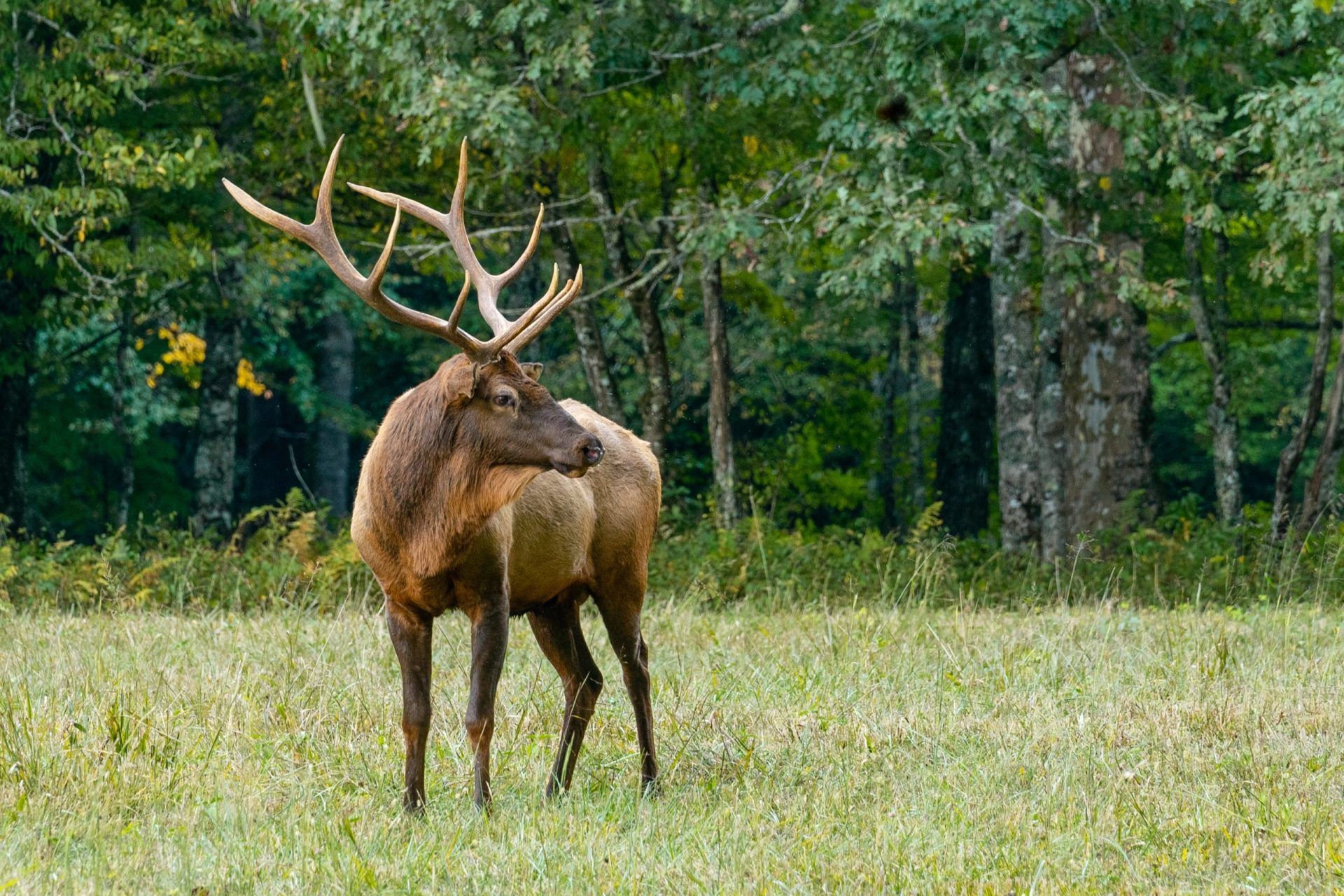 deer in forest