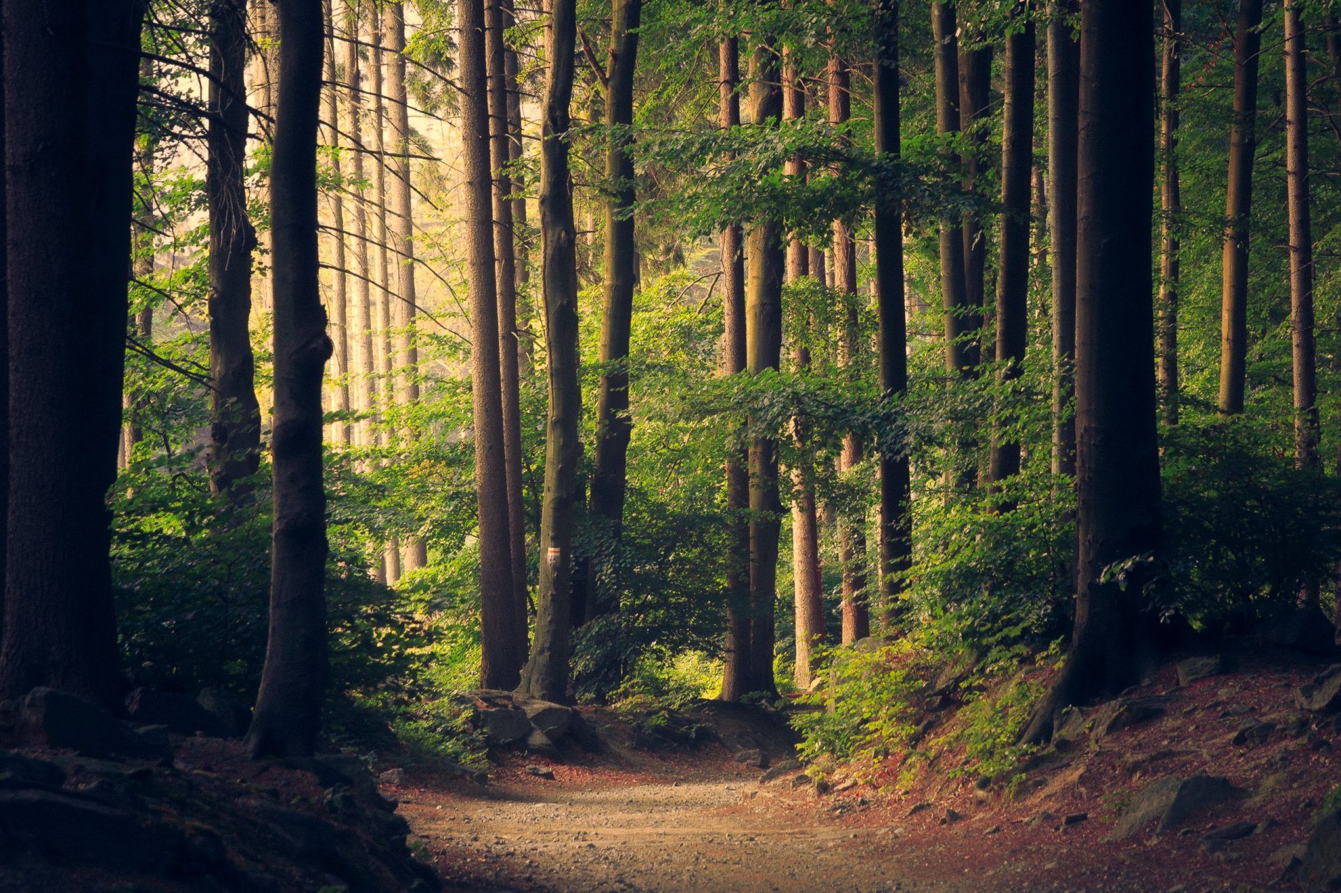 tall trees