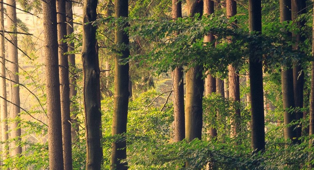 tall trees