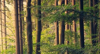 tall trees