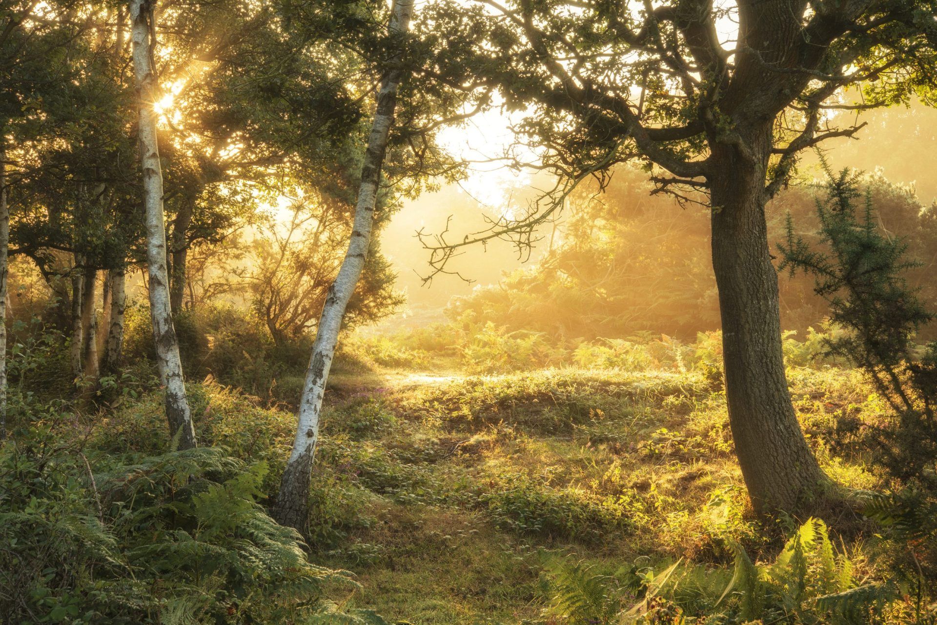 Stunning sunrise landscape in misty New Forest 