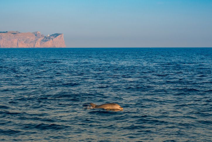Dolphin tours Mallorca