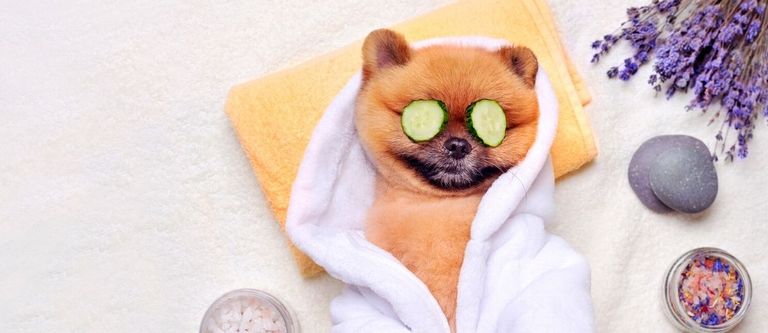 It's a dog's life experience