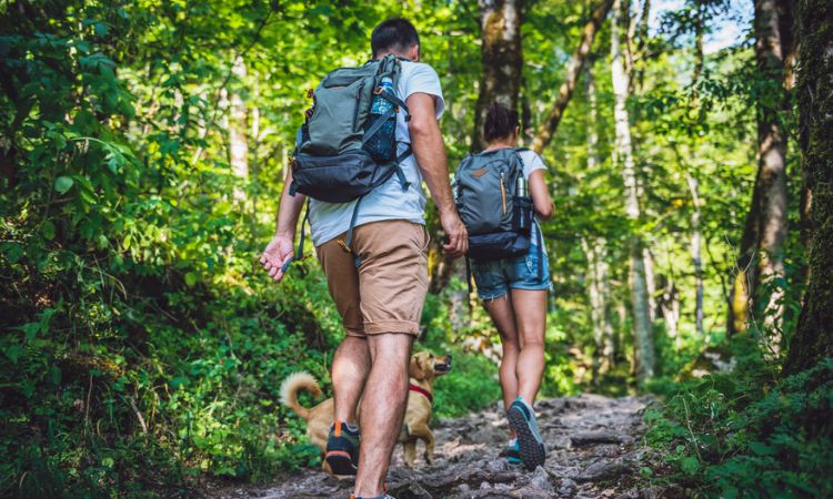 Couple with a dog hiking in forest stock photo - slow travel