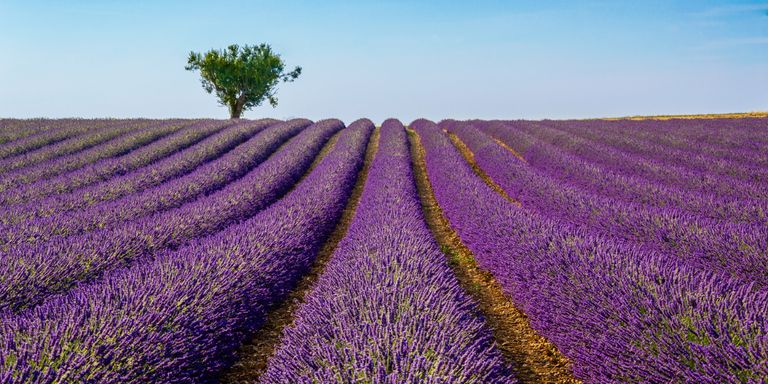 Provence-Alpes & Côte d'Azur Travel Guide