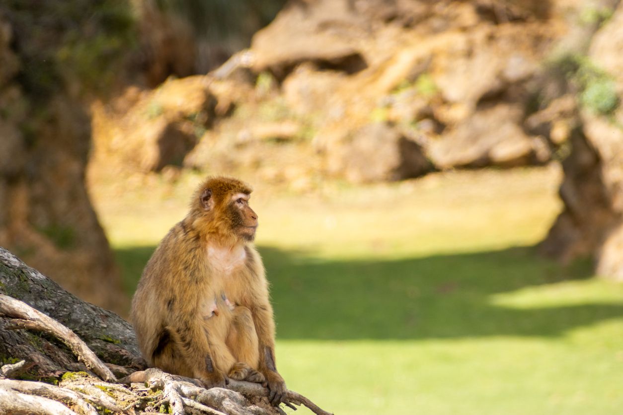 foret des Singes, Rocamadour