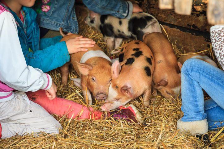 petting zoo