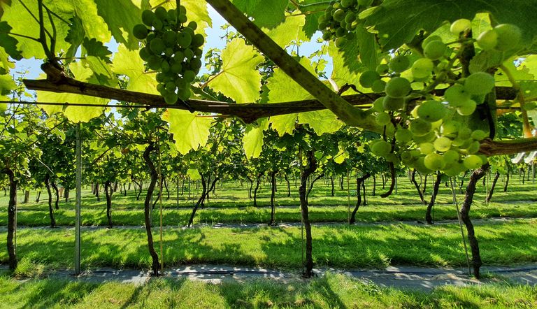 Best Vineyards in England (and where to stay nearby!)