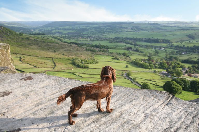 Top 10 Dog-Friendly Cottages for a UK Break
