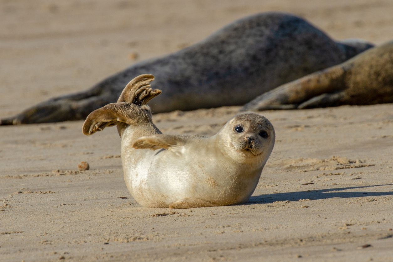 Grey Seal - Norfolk Travel Guide