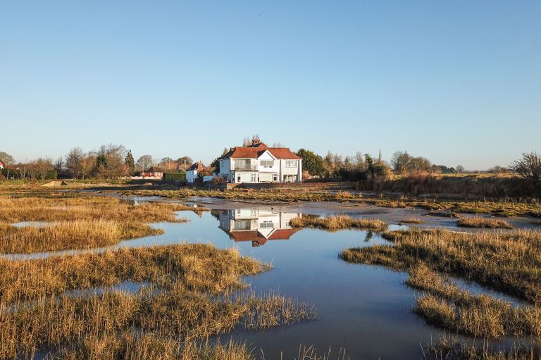 Snow Goose, Sussex